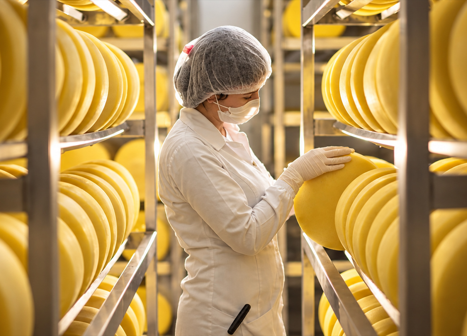 Colaboradora conferindo queijos parmesão na câmara de maturação Colaboradora conferindo queijos parmesão na câmara de maturação
